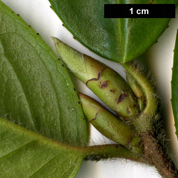 High resolution image: Family: Theaceae - Genus: Camellia - Taxon: edithae 